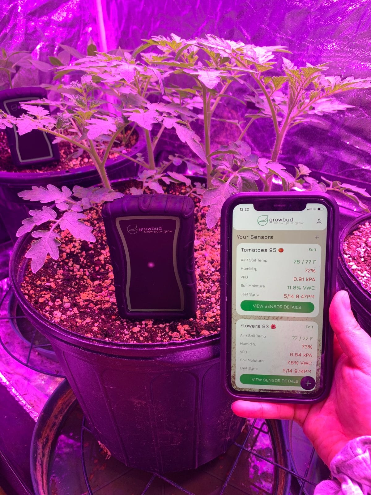 growbud sensor and app with tomatoes