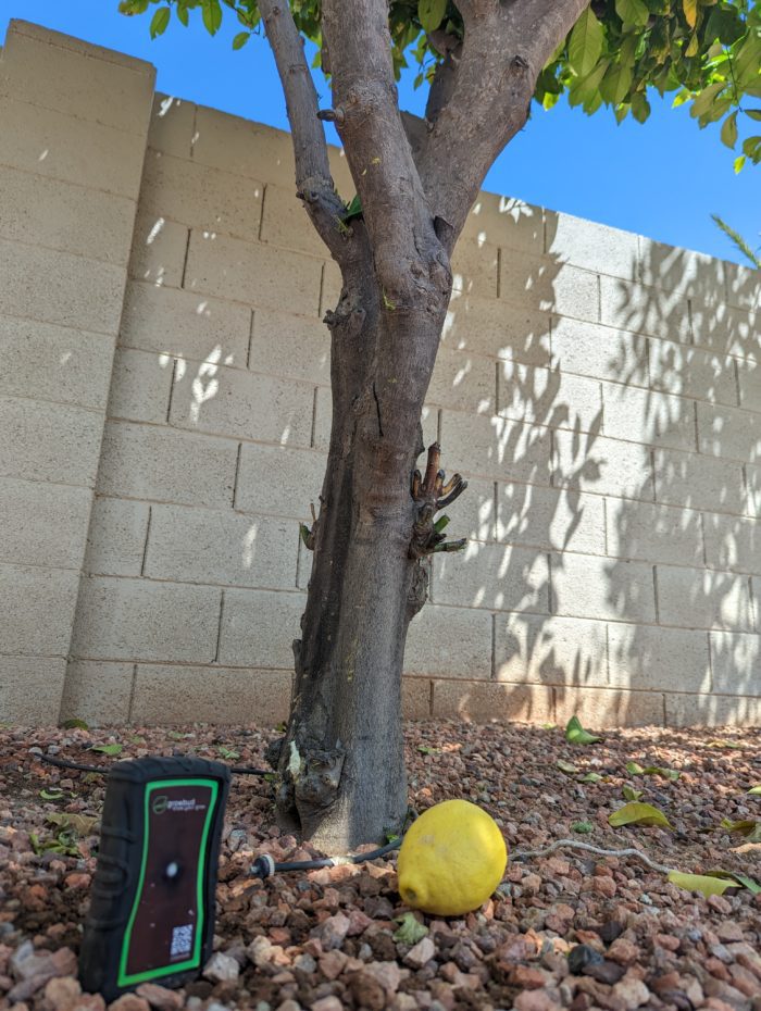 growbud monitoring lemon tree